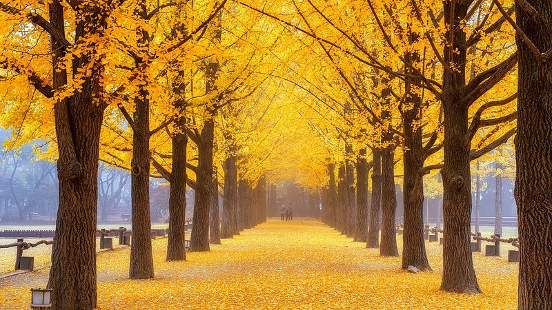 Golden autumn leaves on trees on Nami Island, South Korea 