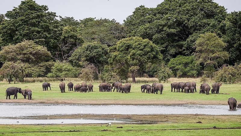 Elephants at Minneriya National Park in Sri Lanka 