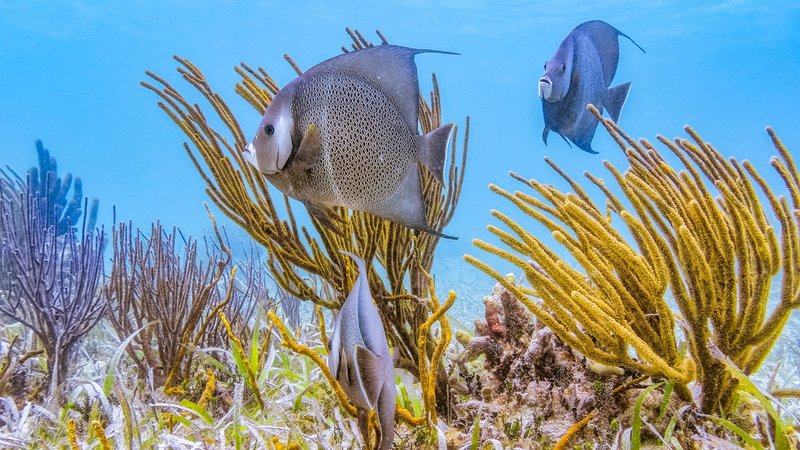 Sea life along the Belize Barrier Reef with Go Sea Tours 