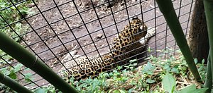 Black Leopard - Creation Kingdom Zoo