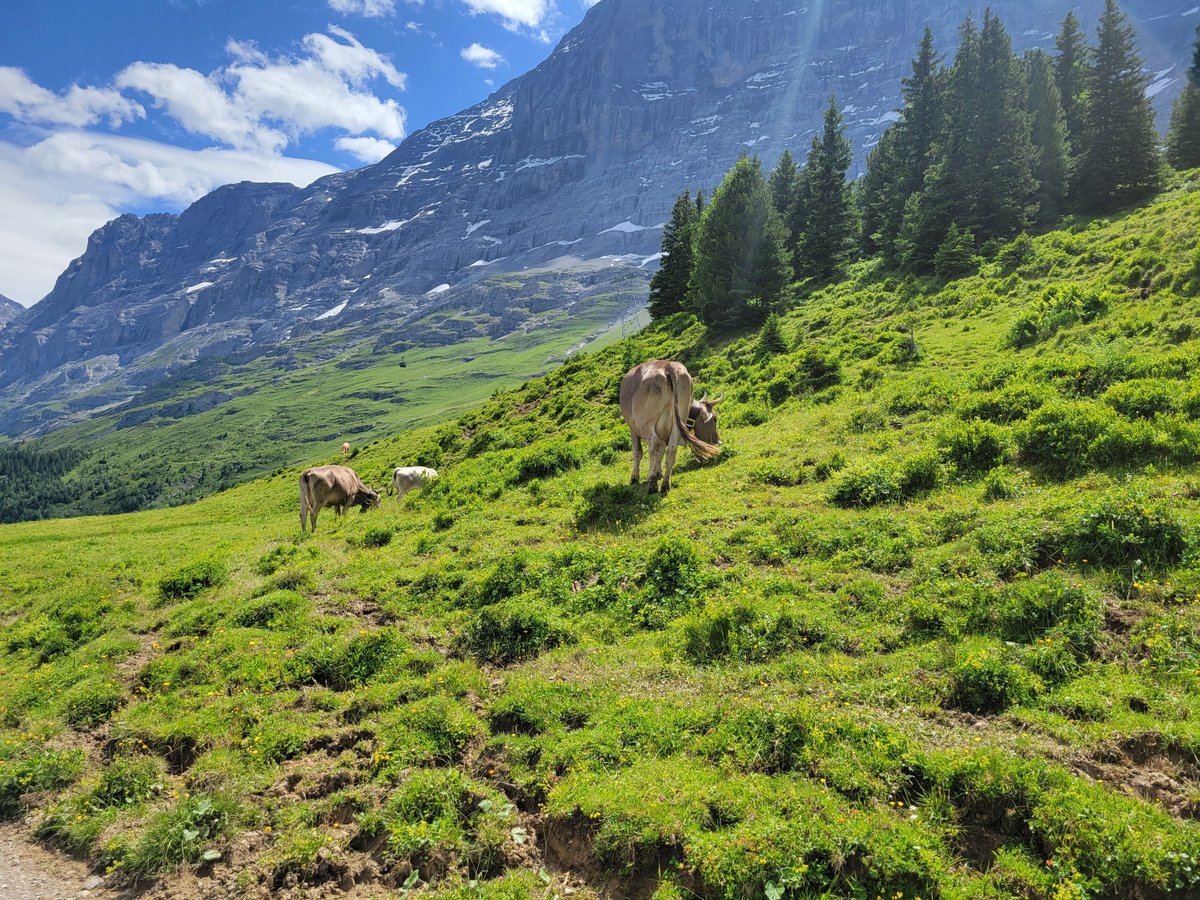 Experience the Charm of Hotel Belvedere - A Review of Grindelwald