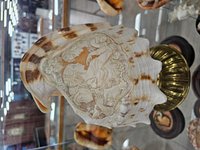 Museo Malacologico Piceno, la più grande collezione di conchiglie al mondo