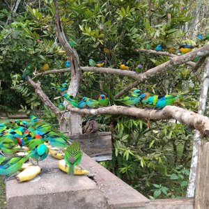 Comedouros de aves