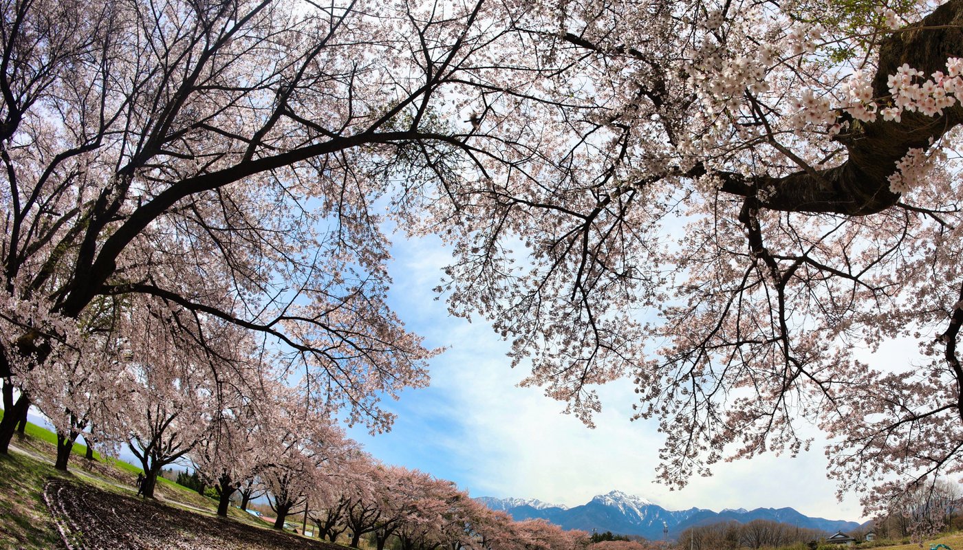 Turnip Cherry Blossom Trees - Hokuto - Turnip Cherry Blossom Trees의 리뷰 - 트립어드바이저