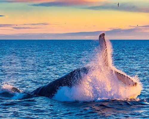excursions to iceland