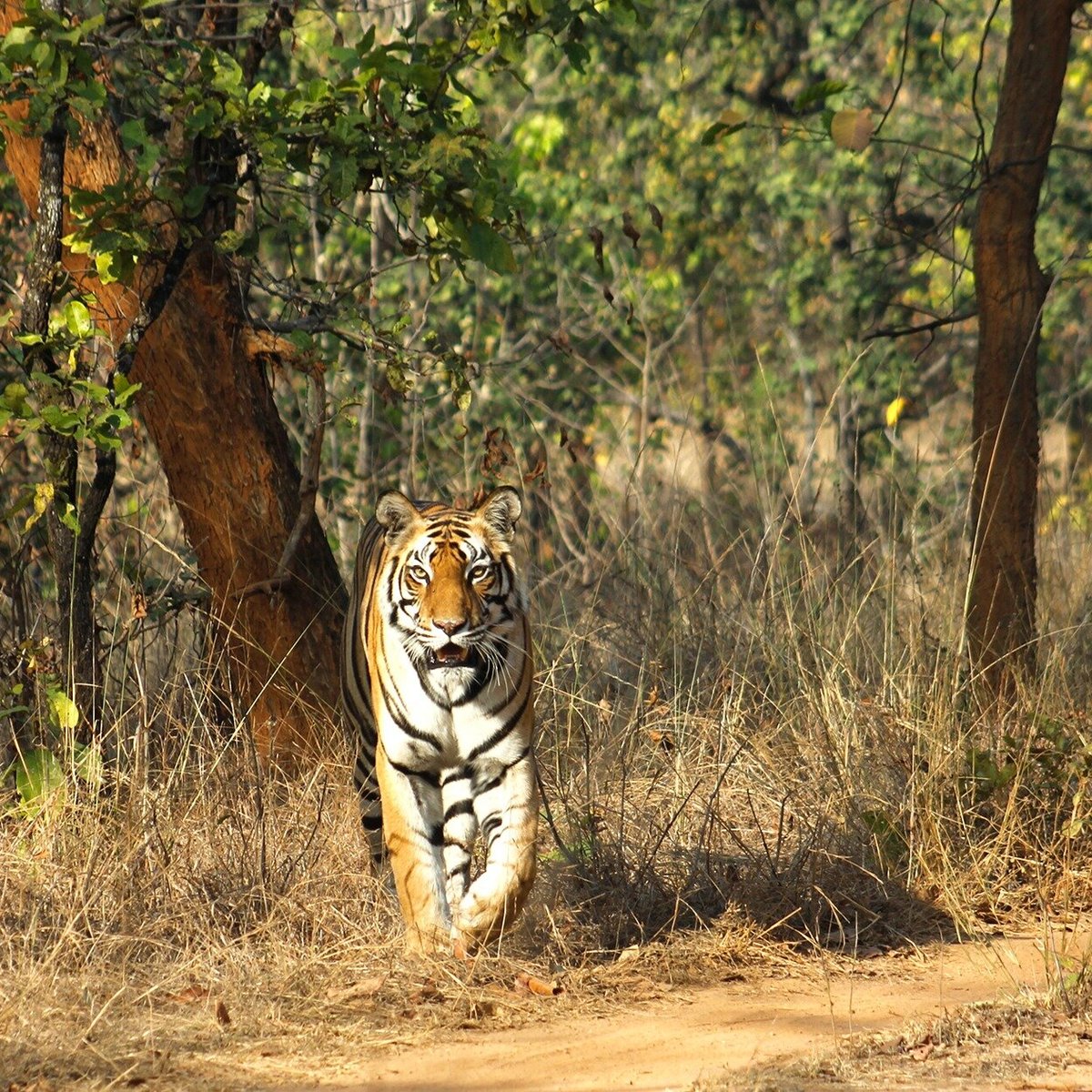 Wildlife Expeditions India (Khatia): Hours, Address, - Tripadvisor