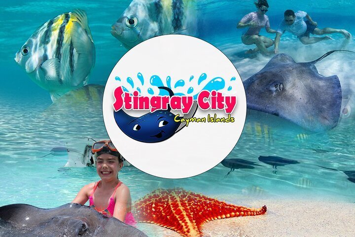 Saiba como é nadar com arraias em Stingray City, nas Ilhas Cayman