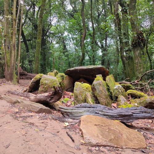 Mawphlang" Sacred Forest of Meghalaya, Northeast India | Mawphlang village  | Meghalaya travel | Khasi Hills | Sacred Grove | Mawphlang Sacred Forest |  Trekking in Mawphlang | Mawphlang | Mawphlang Dwar