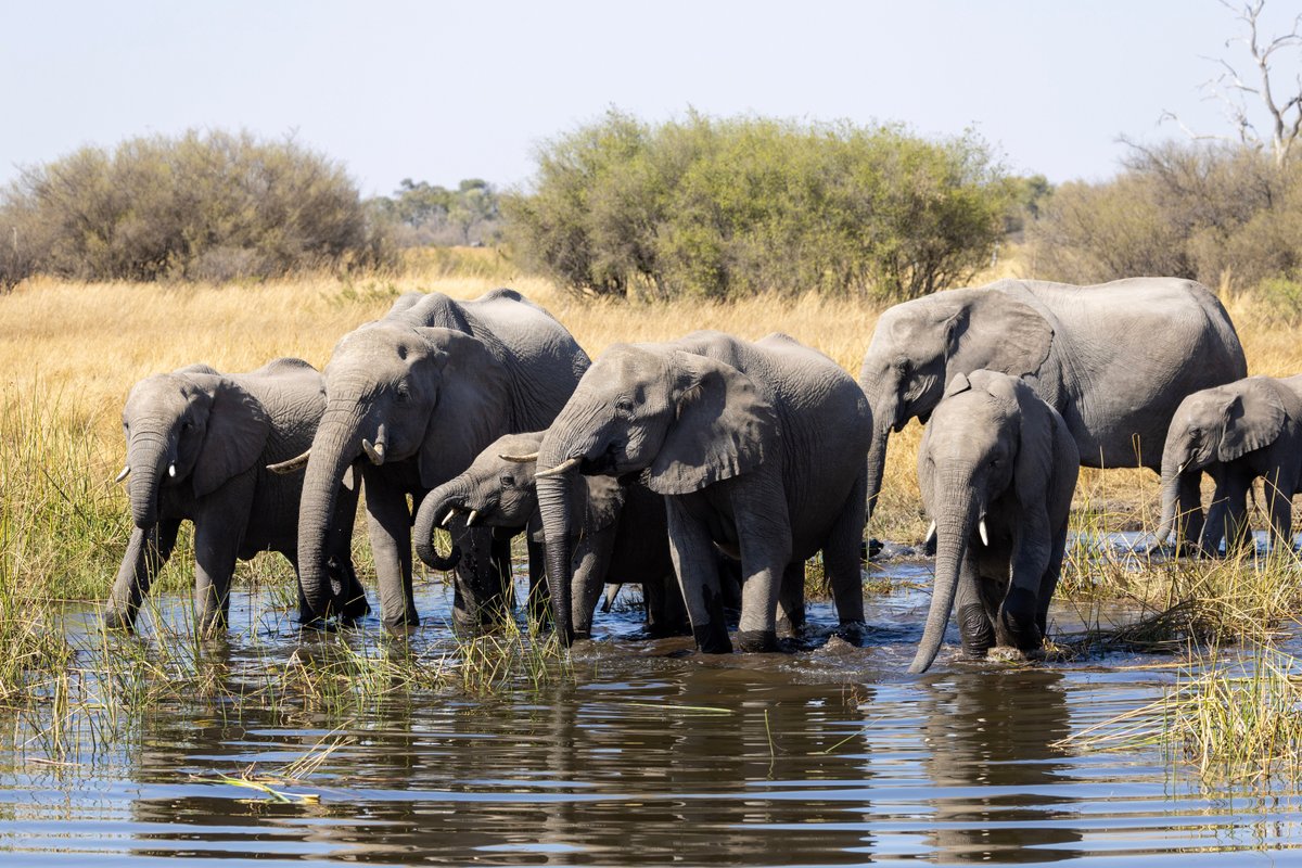 WILDERNESS SAVUTI - Updated 2024 Lodge Reviews (Botswana/Linyanti Reserve)