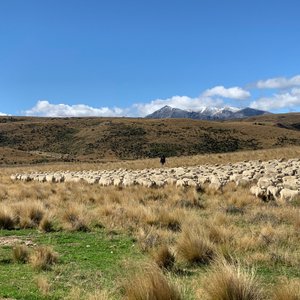 Experiencing a New Zealand working farm firsthand with a Station Tour