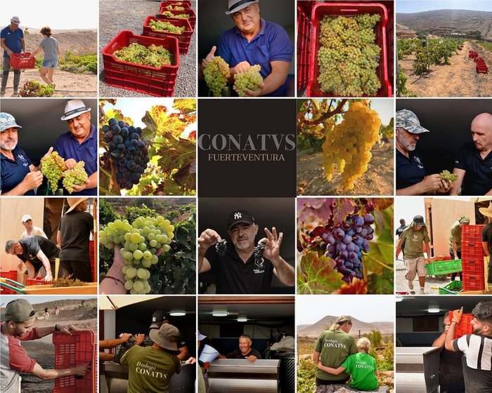 Imagen 2 de Bodega Conatvs