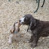 The Dogs Mother