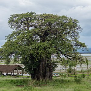 BAOBAB · Two centenary baobabs welcome you to Suricata Boma Lodge.