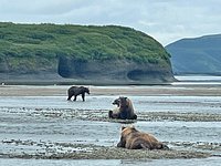 Last-minute gift: Bear viewing raffle tickets for McNeil River State Game  Sanctuary - Must Read Alaska