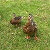 Ducking