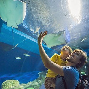 The Houston aquarium has more than 300 species of life from around the  world.