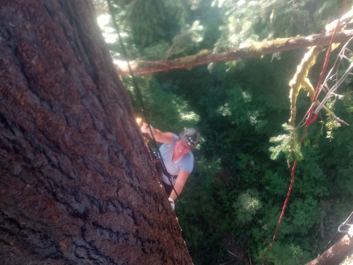 Tree Climbing At Silver Falls - All You Need to Know BEFORE You Go (2024)