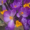 Eileen H