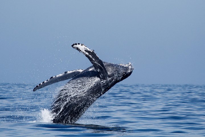 THE 10 BEST San Diego Dolphin & Whale Watching Tours (2023)