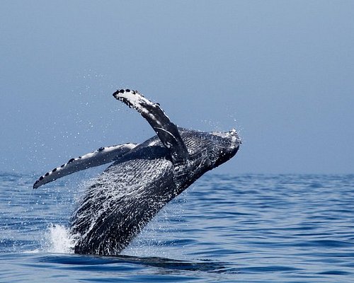 Dana Point Whale Watching: Your Guide to World's Best Whale Watching