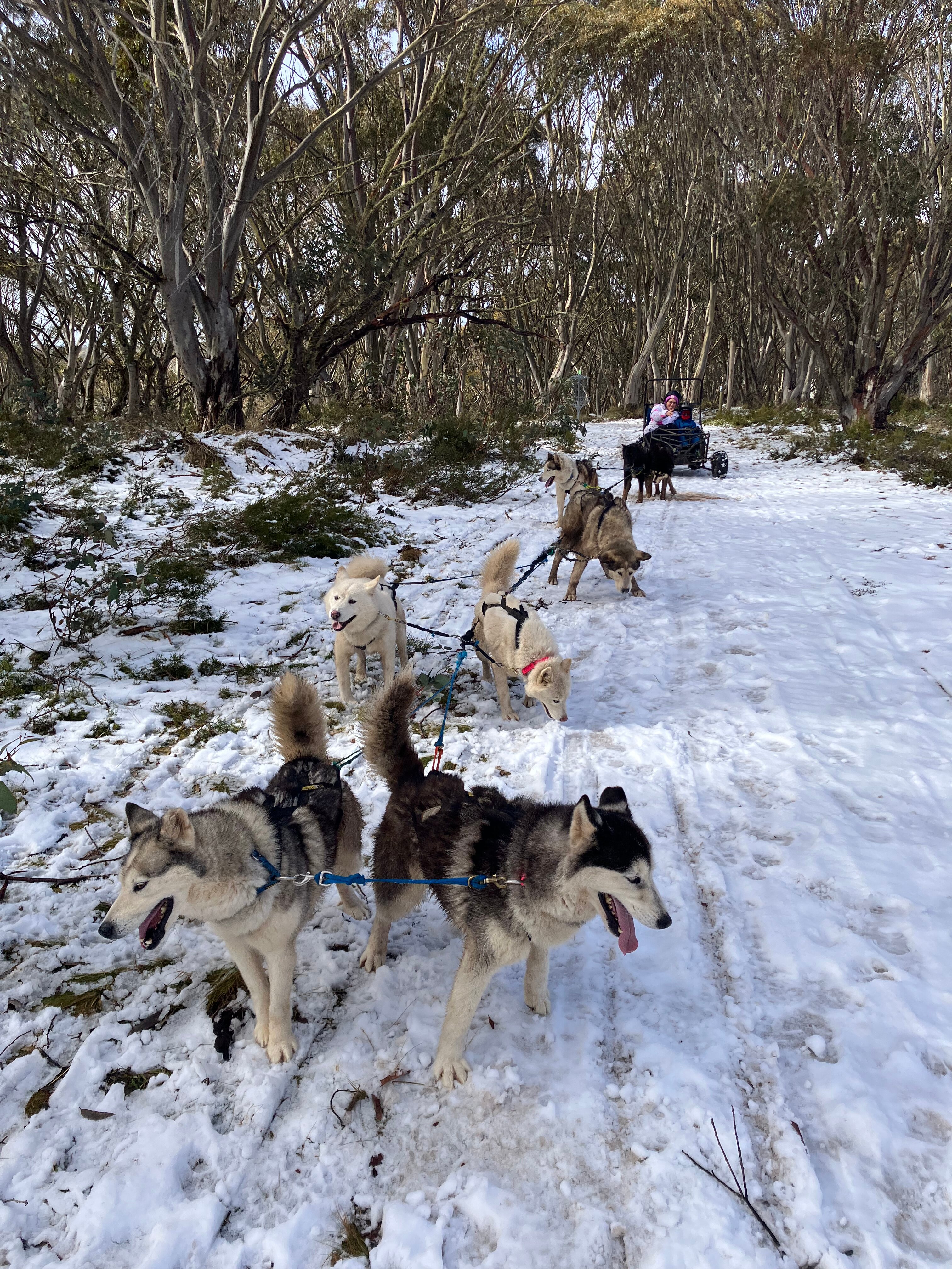 Mt baw hot sale baw dog sled