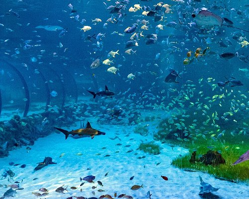 11 Best Aquariums, Zoos And Fish Shops In NYC - Secret NYC