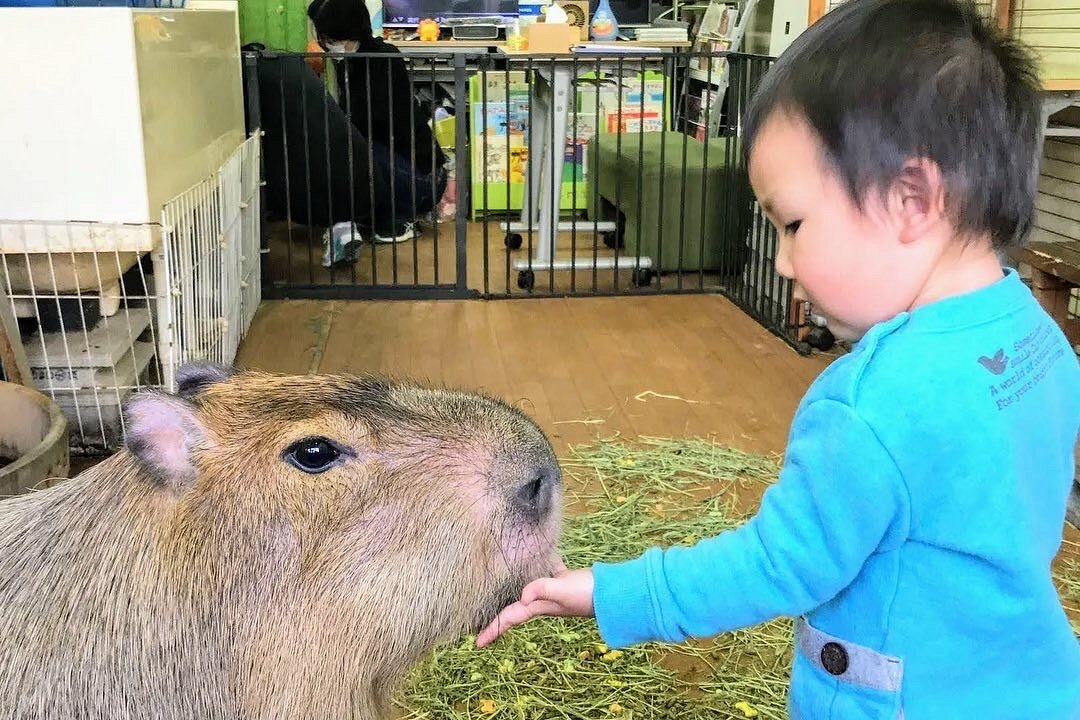 Capybara Land PUIPUI (Yokohama) - All You Need to Know BEFORE You Go (with  Photos) - Tripadvisor