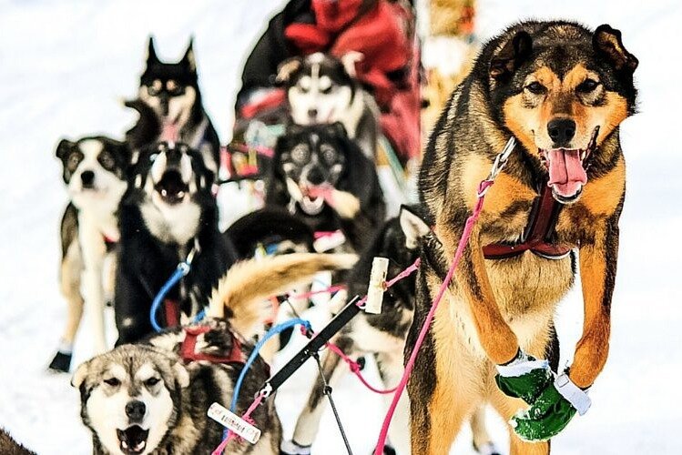 Winter Dog Sledding Knik Alaska Wasilla Lohnt Es Sich Aktuell F R Caption
