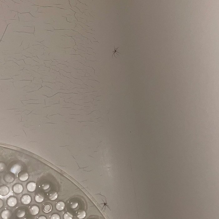 bug bite from black bug in bed. - Picture of Inn Marin & Suites, Novato -  Tripadvisor
