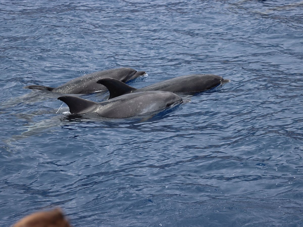 Ten Things You Didn't Know About Ventura's Magical Dolphins