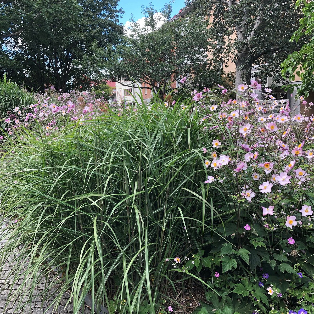Linnéparken i Haga (2025) - All You Need to Know BEFORE You Go (with