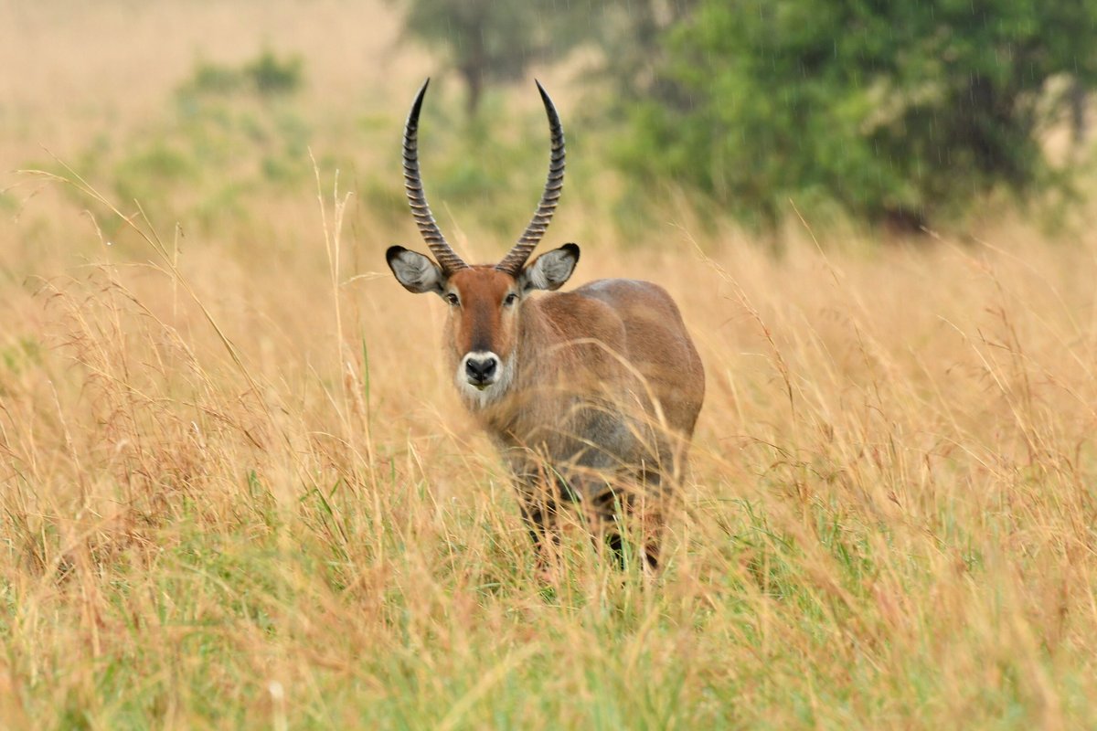 certified safaris uganda (Kampala): Hours, Address - Tripadvisor