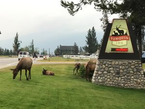 TONQUIN INN $72 ($̶1̶0̶0̶) - Updated 2023 Prices & Hotel Reviews ...