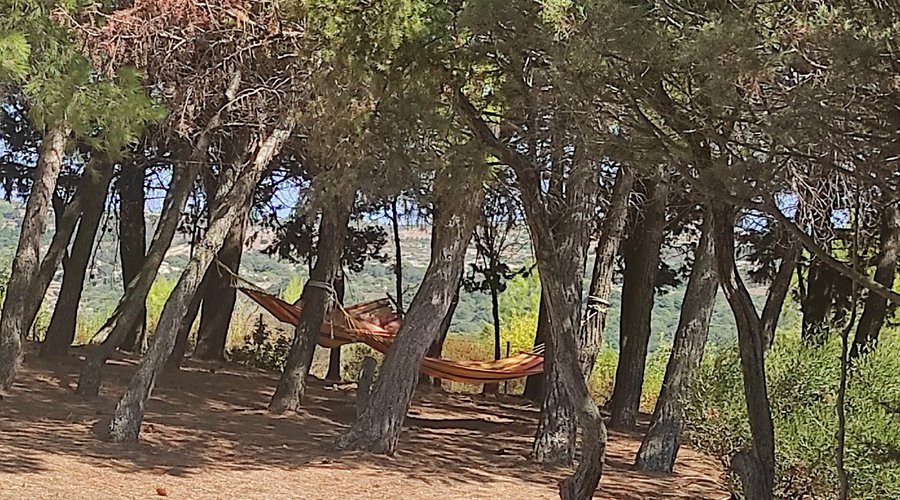 Relaxation in hammocks under the trees.
