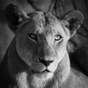 Sandrine C
