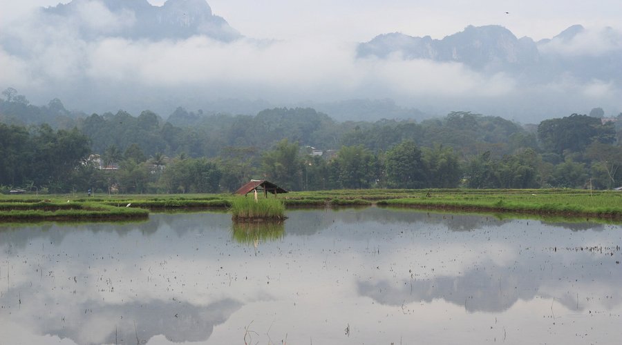 Surrounded by rice fields and greenery