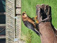 Conservation Projects - Thirsk Birds of Prey Centre Thirsk Birds of Prey  Centre