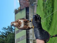 Conservation Projects - Thirsk Birds of Prey Centre Thirsk Birds of Prey  Centre