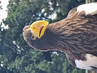 Half Day Birds of Prey Experience Thirsk Birds of Prey Centre