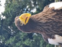 Half Day Birds of Prey Experience Thirsk Birds of Prey Centre