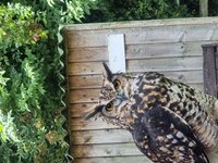 Thirsk Birds of Prey Centre  Rated and reviewed by experts on