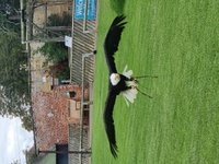 Thirsk Birds of Prey Centre  Rated and reviewed by experts on