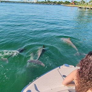 Miami Dolphins  Greater Miami & Miami Beach
