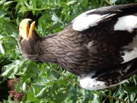 Thirsk Birds of Prey Centre  Rated and reviewed by experts on