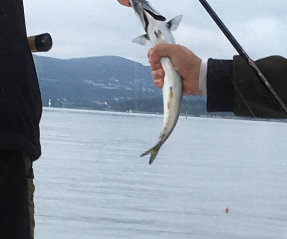 Dobbers en haken genoeg! - Picture of Oslo Fjord Boat Fishing