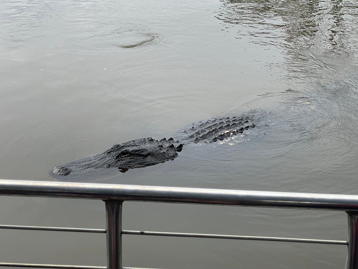 Alligators versus Crocodiles: What's the Difference? - Cajun Encounters  Tour Company, New Orleans