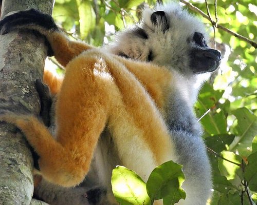 tour guide madagascar 2