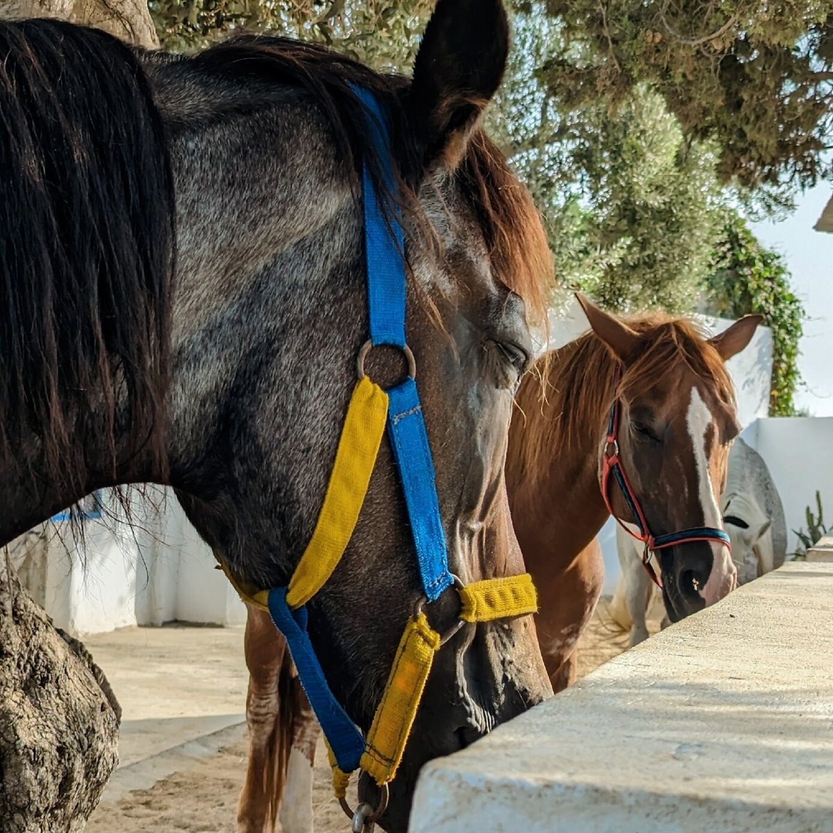 Barka Equestrian Center, Монастир: лучшие советы перед посещением -  Tripadvisor