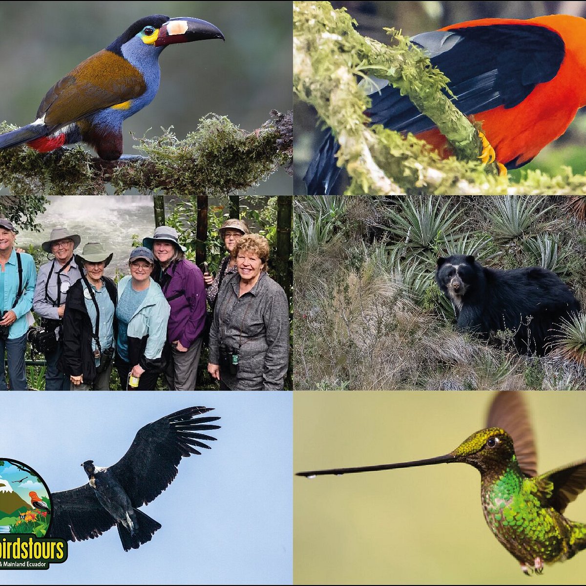 Ecuador Birds Tours - All You Need to Know BEFORE You Go (with Photos)