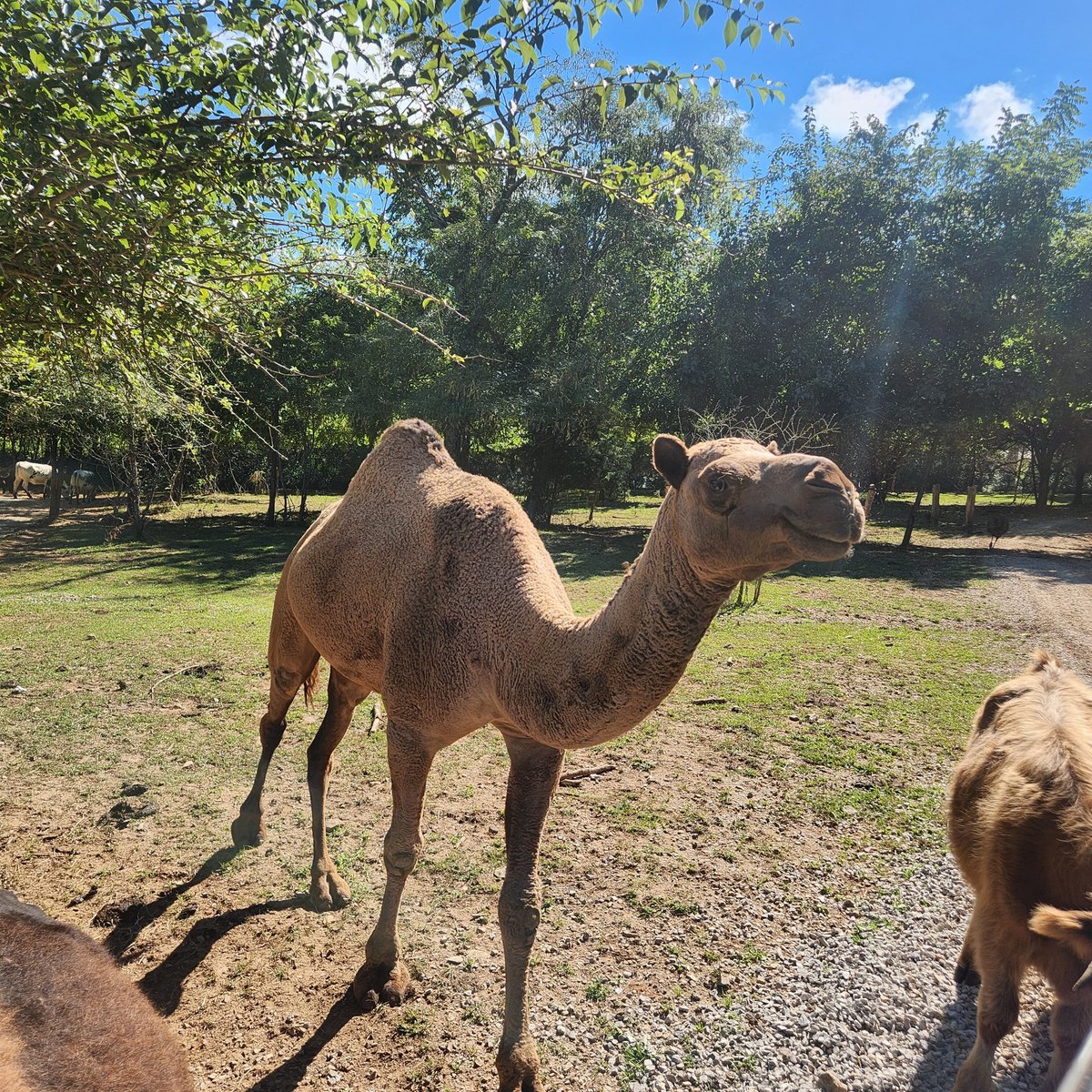 Dutch Country Safari Park (Horse Cave) Alles wat u moet weten VOORDAT